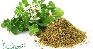 گیاه پونه کوهی